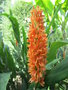 vignette Hedychium densiflorum 'Assam Orange'