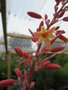 vignette Hesperaloe parviflora