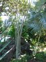vignette Pachypodium rutenbergianum