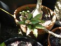 vignette Euphorbia ambovombensis