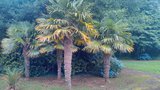 vignette Trachycarpus martianus