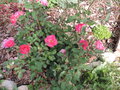vignette Rosa (fleurs groupes)