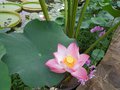vignette lotus