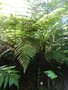 vignette Bruyres arbustives: Dicksonia fibrosa et cyathea smithii