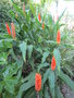 vignette Hedychium densiflorum 'Assam Orange'