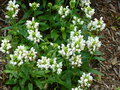 vignette Prunella grandiflora 'Alba' - Brunelle blanche