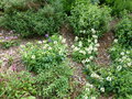 vignette Prunella grandiflora 'Alba' - Brunelle blanche