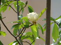 vignette Magnolia  virginiana