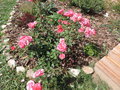 vignette Rosa (fleurs groupes)