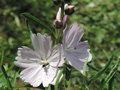 vignette Sidalcea 'Elsie Heugh'