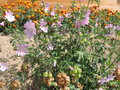 vignette Malva moschata 'Rosea'