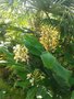 vignette hedychium gardnerianum