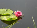 vignette Nymphaea lotus