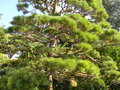 vignette Pinus (niwaki)