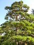 vignette Pinus (nivaki)