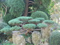 vignette Juniperus glauca