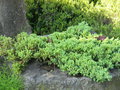 vignette Juniperus conferta