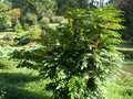 vignette Mahonia aquifolia