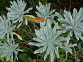 vignette Jardin du dragon (Euphorbia characias 'Silver Swan)