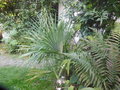 vignette Trachycarpus ukhrulensis 2014