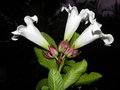 vignette Beaumontia grandiflora
