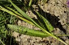 vignette Dactylorhiza - Méribel