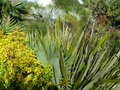 vignette Sabal palmeto, mon jardin