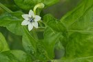 vignette Bhut jolokia white (C. chinense)