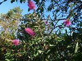 vignette Callistemon Acuminatus deuxime floraison au 22 09 14