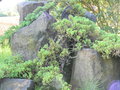 vignette Juniperus conferta