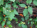 vignette Solanum integrifolium