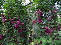vignette Passiflora
