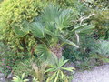 vignette Trachycarpus wagnerianus, mon jardin