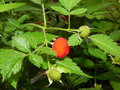 vignette Rubus rosifolius