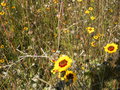 vignette Coreopsis tinctoria