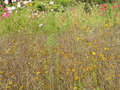 vignette Coreopsis tinctoria