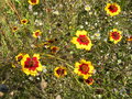 vignette Coreopsis tinctoria