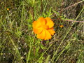 vignette Cosmos sulfureus