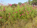 vignette Cosmos bipinnatus