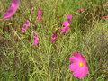 vignette Cosmos bipinnatus