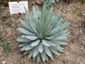 vignette agave