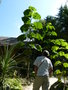 vignette paulownia