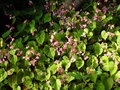 vignette Begonia grandis ssp. evansiana