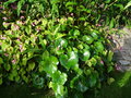 vignette Begonia grandis ssp. evansiana et Farfugium japonicum
