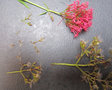 vignette Centranthus ruber - valriane rouge - graines  parachute