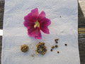 vignette Alcea rosea - rose trmire - graines