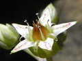 vignette Graptopetalum paraguayense ssp. paraguayense