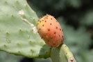 vignette Opuntia ficus indica ( Fruit comestible )