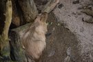 vignette Capybara