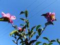 vignette Camellia sasanqua Plantation pink parfum premires fleurs au 03 10 14